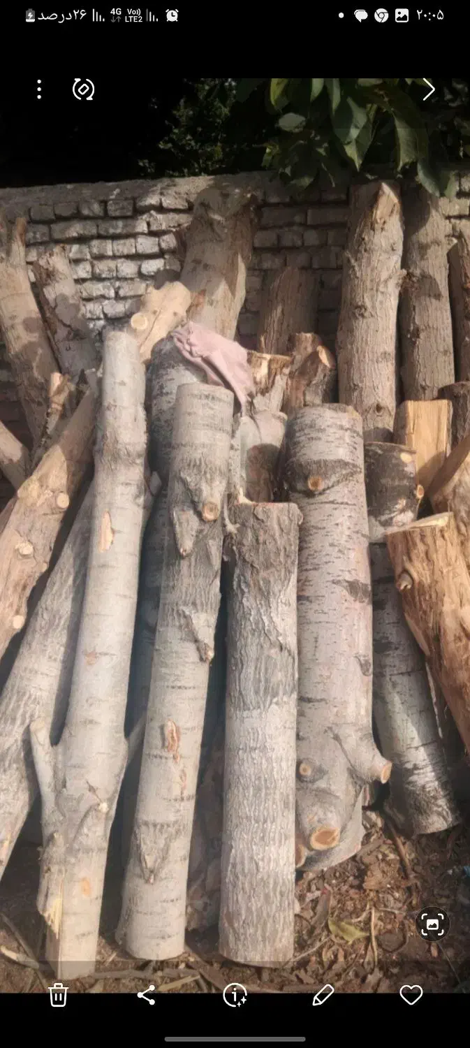 بریدن و هرس کردن درخت|خدمات باغبانی و درختکاری|شهریار, ابراهیم‌آباد|دیوار