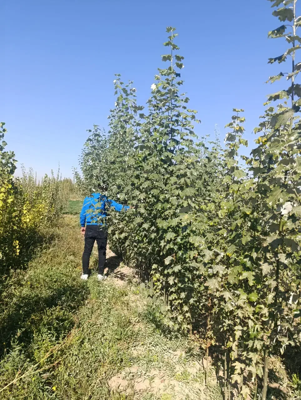 نهـالهای ایرانی و خارجــی|خدمات باغبانی و درختکاری|کبودرآهنگ, |دیوار