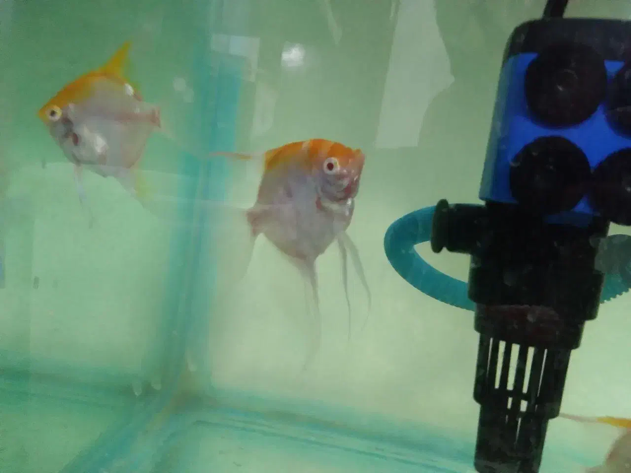 فروش انجل مولد|ماهی|مراغه, |دیوار