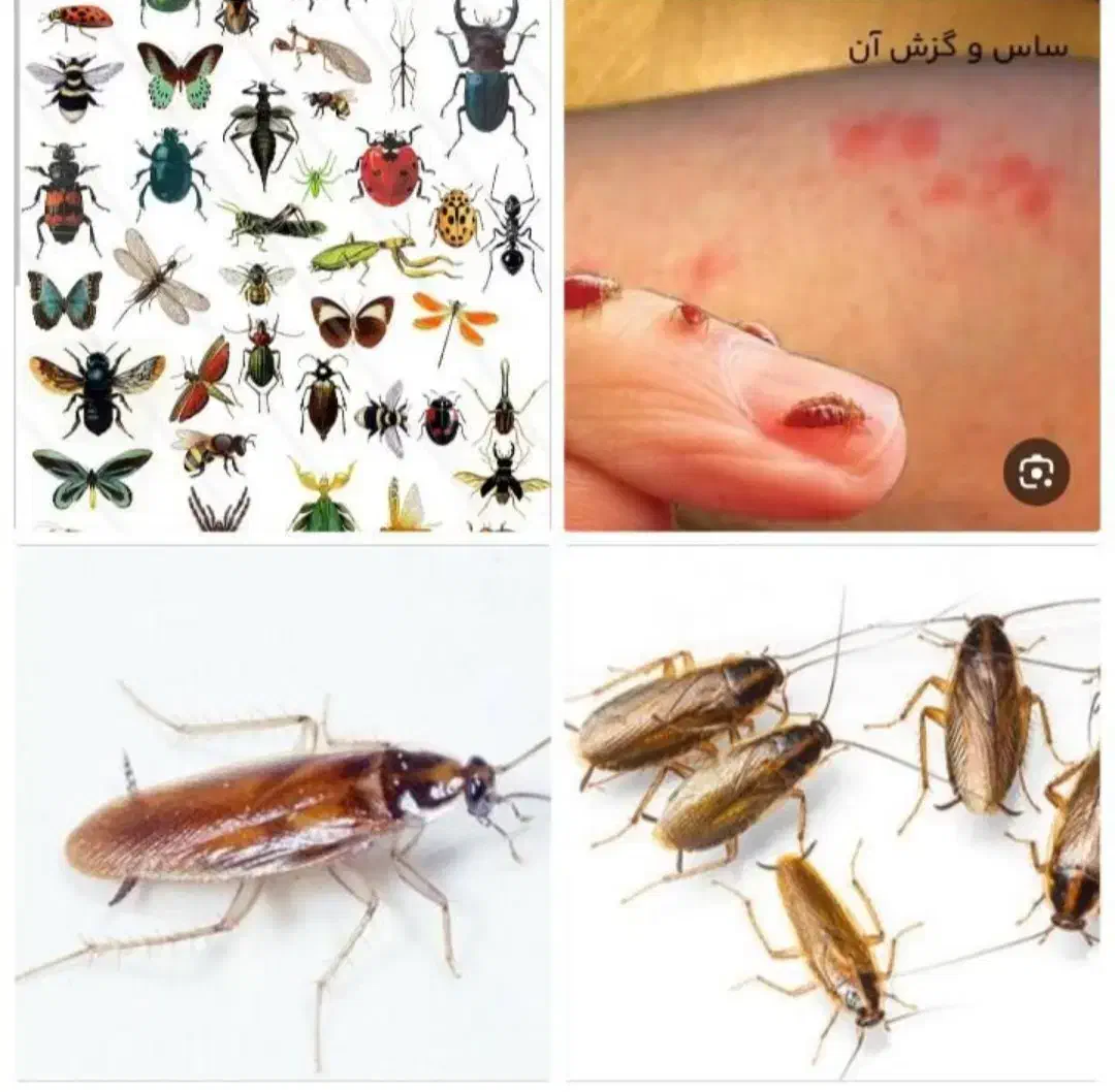 سمپاشی ساس سوسک سم پاشی گال زنبوردرتمام نقاط|خدمات نظافت|مشهد, کوشش|دیوار