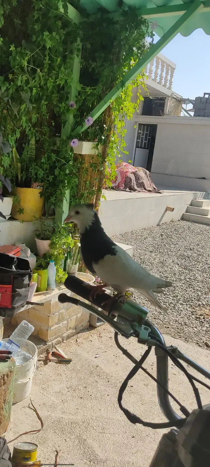 کبوتر|پرنده|دوگنبدان, |دیوار