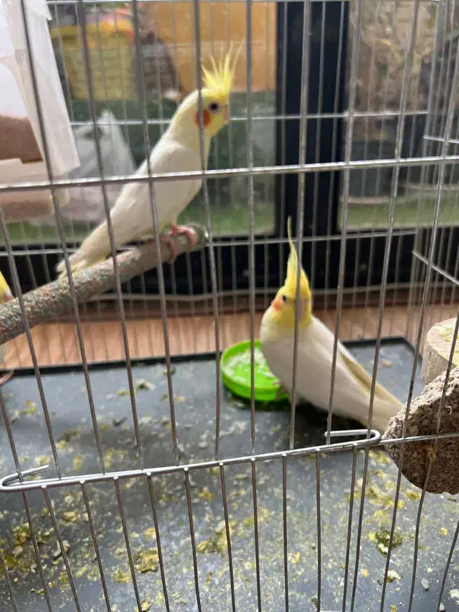 ۳ عدد عروس هلندی لوتینو|پرنده|اصفهان, خواجو|دیوار