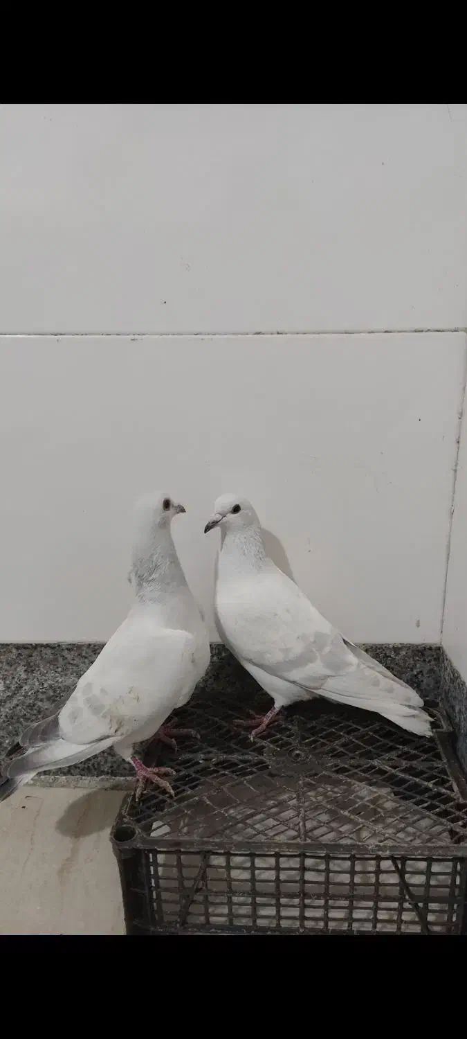 کفتر سبز کرمانی|پرنده|بیرجند, |دیوار