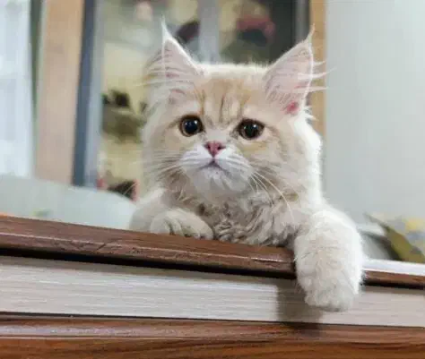 گربه اسکاتیش پرشین ۴ماهه|گربه|ارومیه, |دیوار