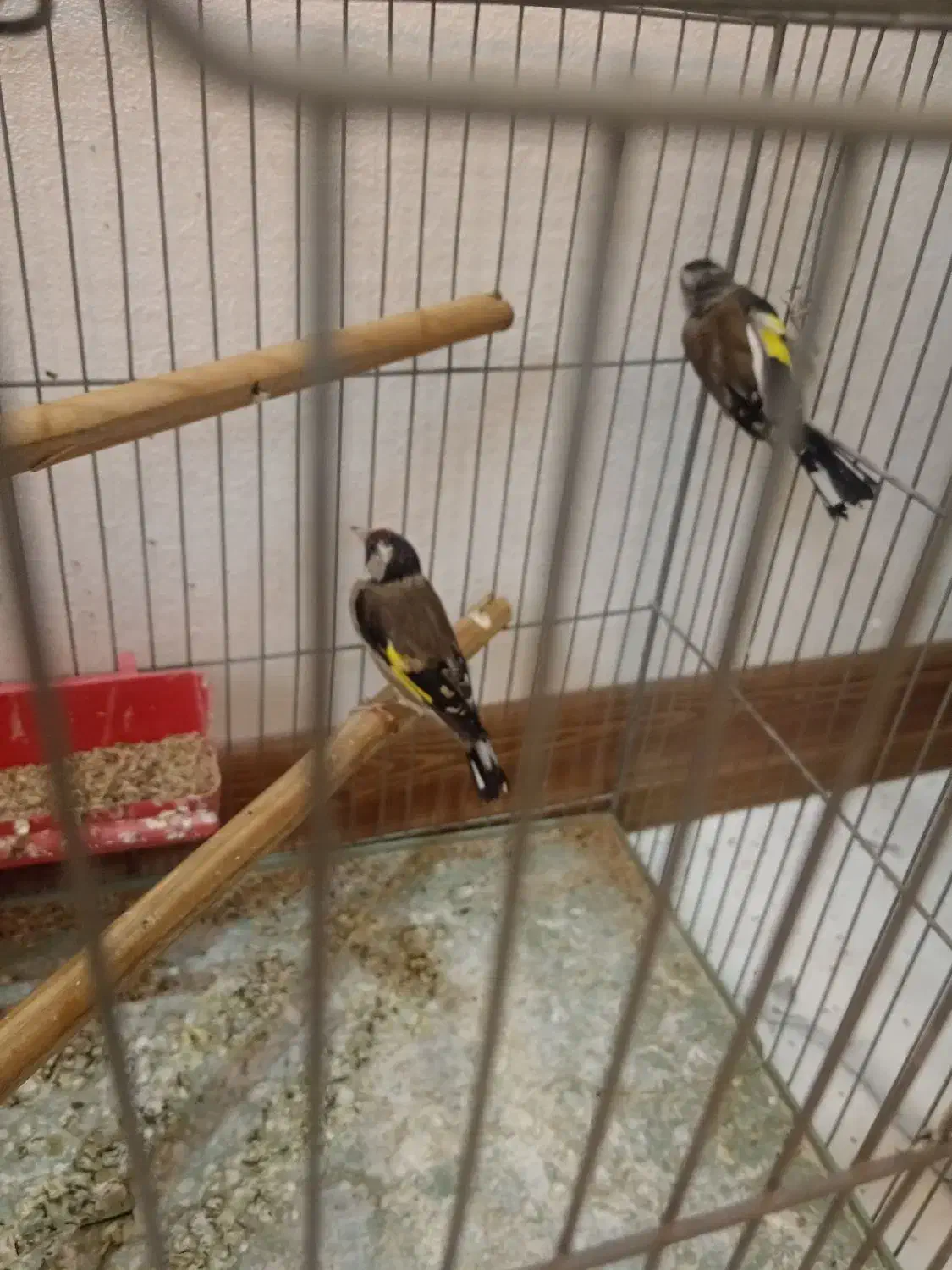 سهره ماده کهنه|پرنده|اصفهان, ملکشهر|دیوار