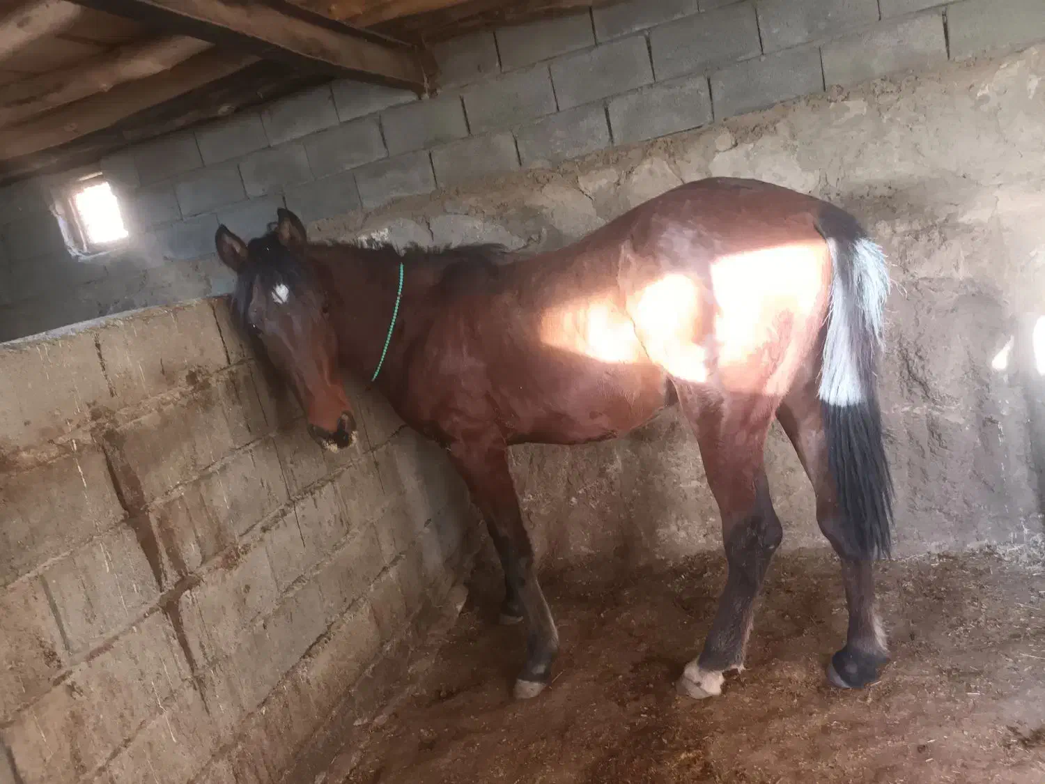 اسب نریان ۱۷ ماهه|اسب و تجهیزات اسب‌سواری|تویسرکان, |دیوار