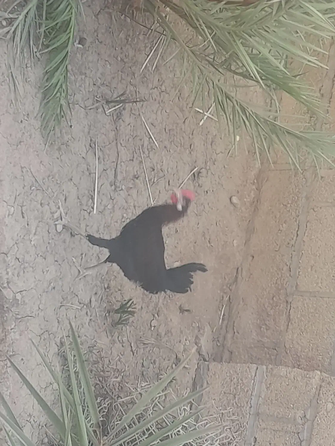 خروس محلی|حیوانات مزرعه|رامشیر, |دیوار