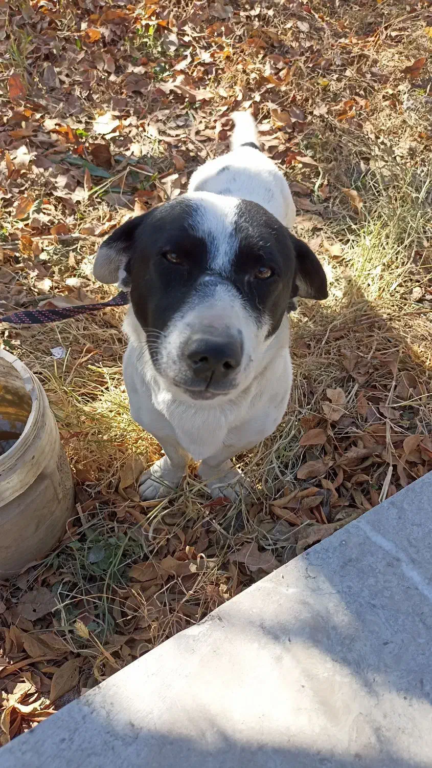 سگ نگهبان|سگ|مشهد, دوست آباد|دیوار