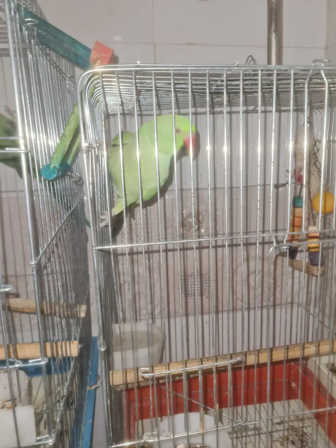 طوطی ملنگو|پرنده|سمنان, |دیوار