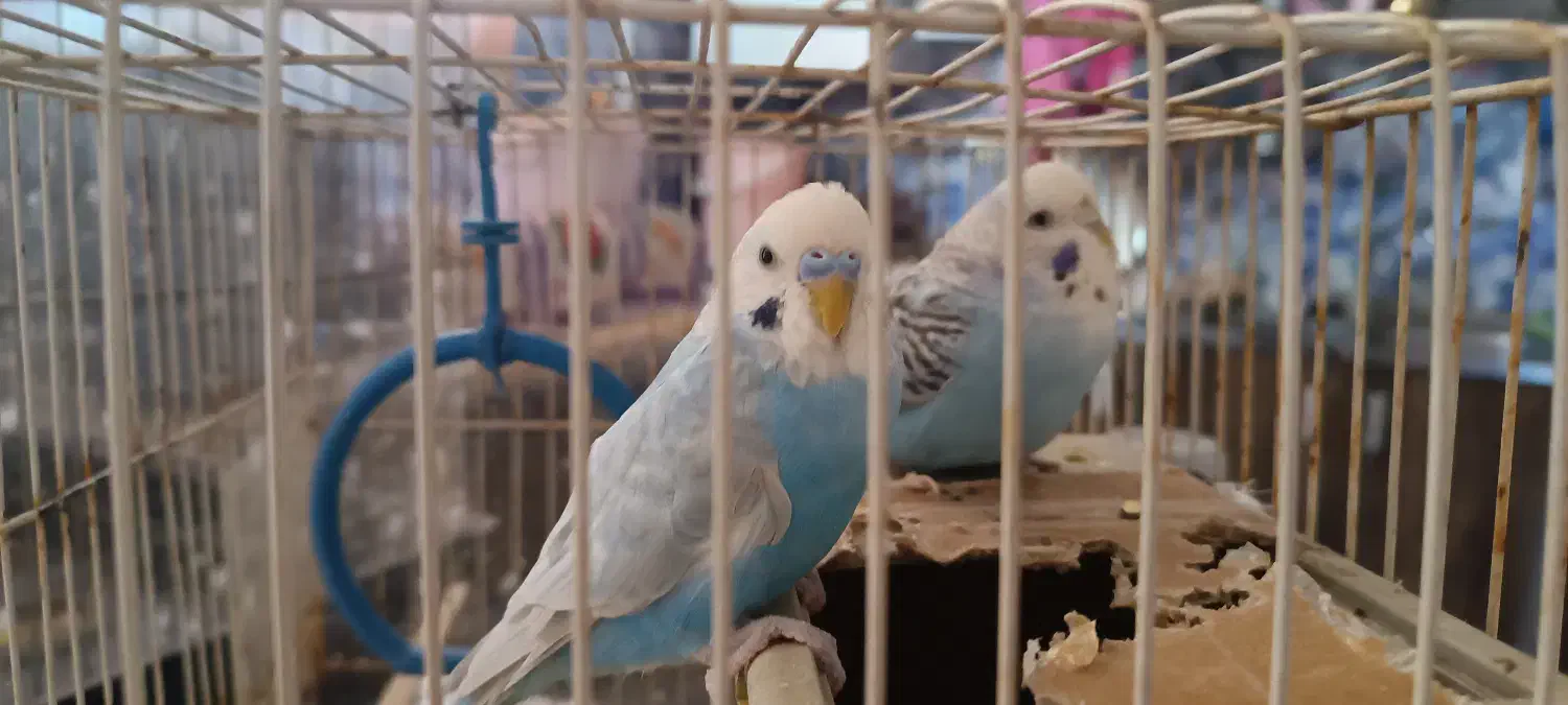 جفت مرغ عشق با وسایل|پرنده|زارچ, |دیوار