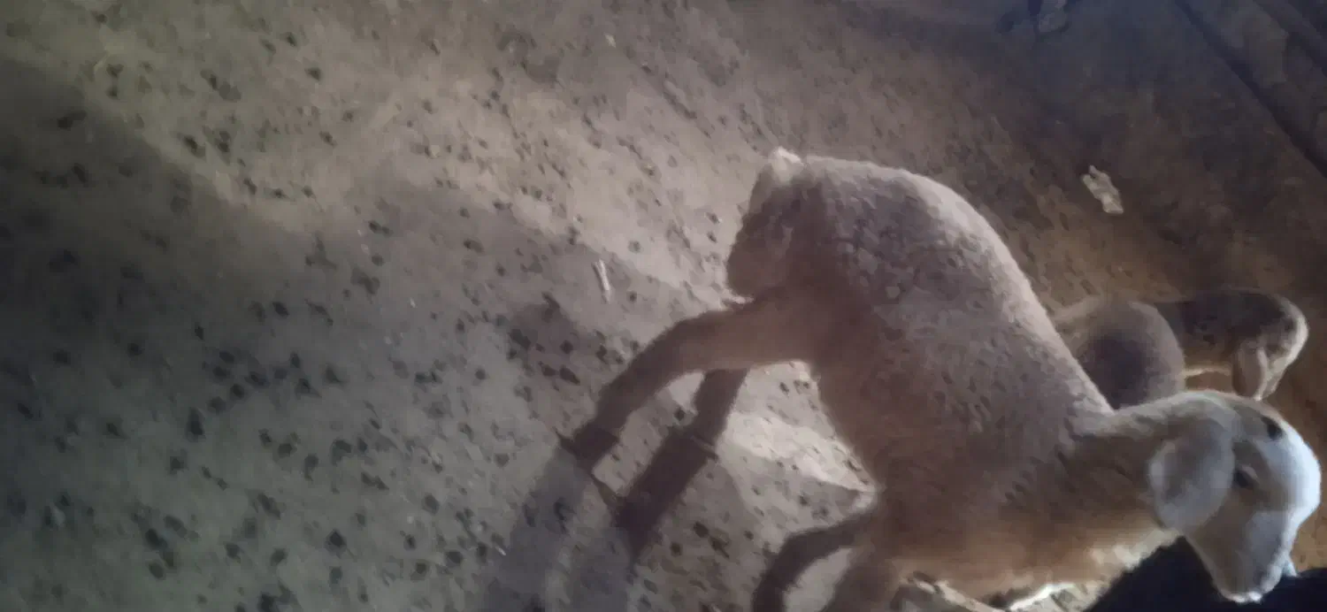 گوزی|حیوانات مزرعه|سراب, |دیوار