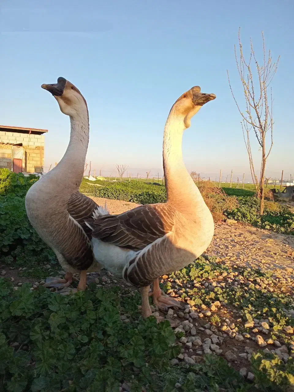 قوغاز اکراینی اصل|حیوانات مزرعه|ساری, |دیوار