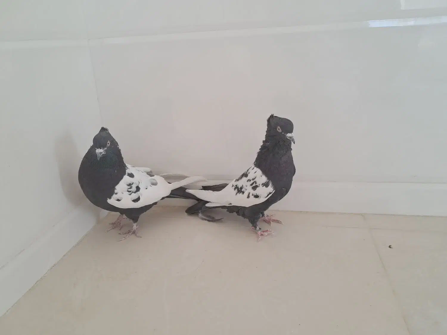 کبوتر سینه ای|پرنده|لنجان, |دیوار