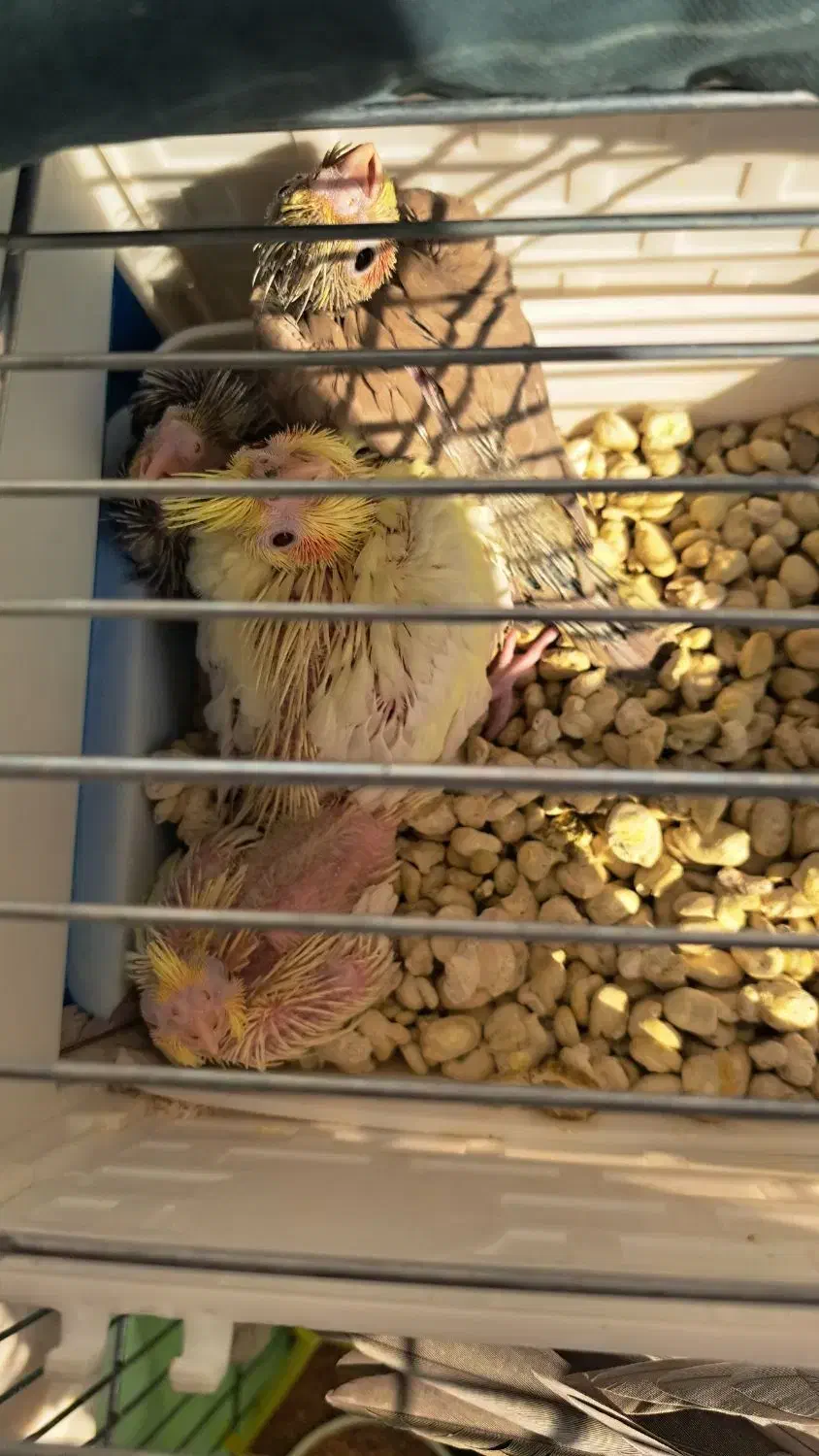 پرنده عروس هلندی|پرنده|قم, باغ کرباسی|دیوار