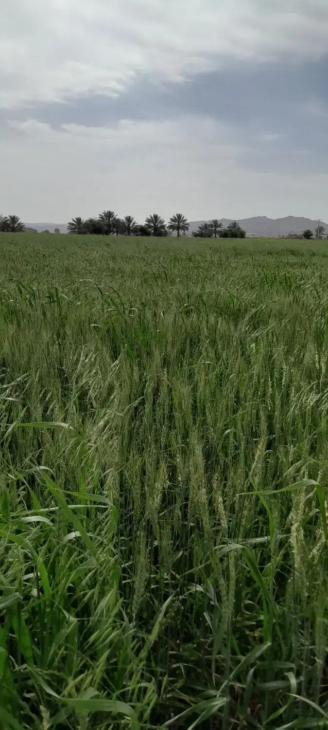 اجاره یک هکتار زمین کشاورزی|اجارهٔ دفتر صنعتی، کشاورزی، تجاری|بلوک, |دیوار