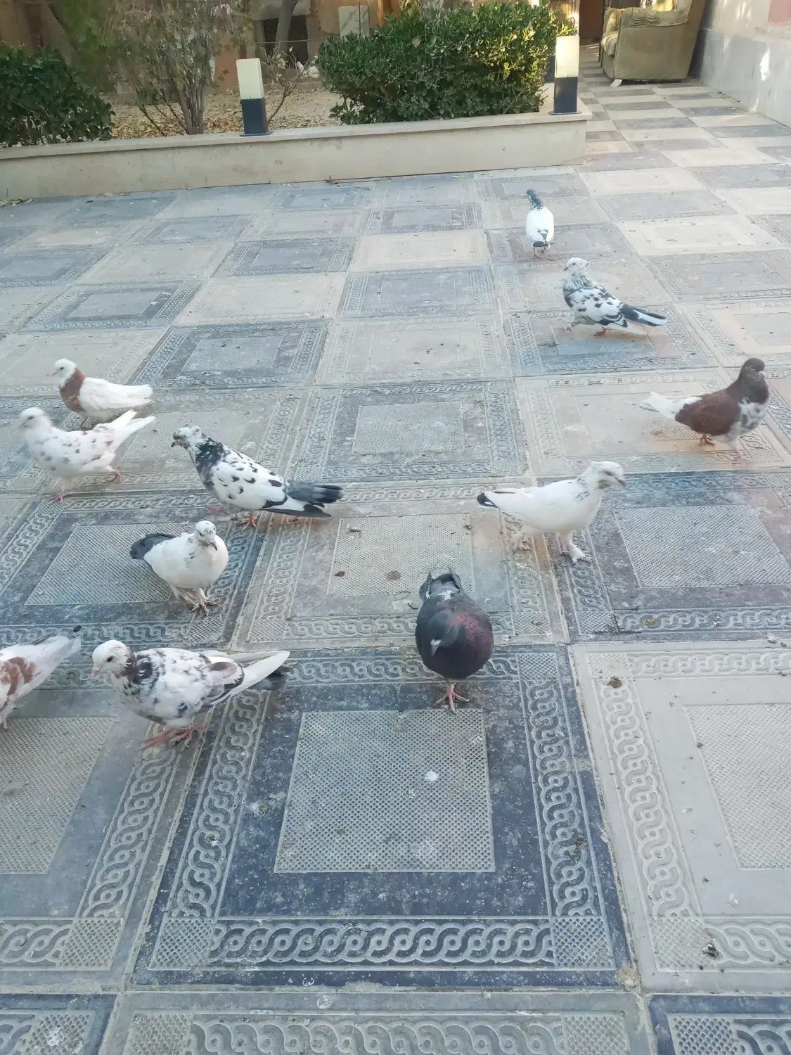 کفتر پرشی|پرنده|هشتگرد, تهران دشت|دیوار