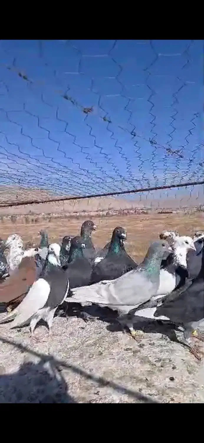 پرنده|پرنده|سروستان, |دیوار