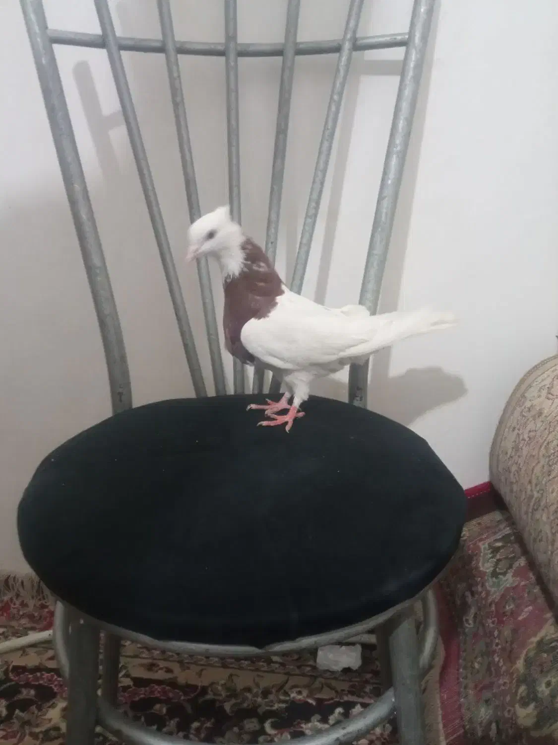 جا ندارم|پرنده|مشهد, نیزه|دیوار