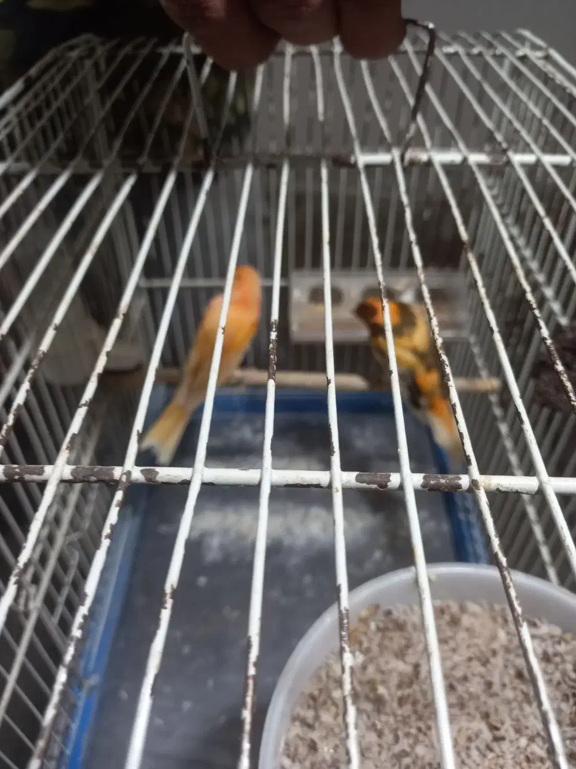 قناری نر وماده|پرنده|تربتحیدریه, یحیی آباد|دیوار