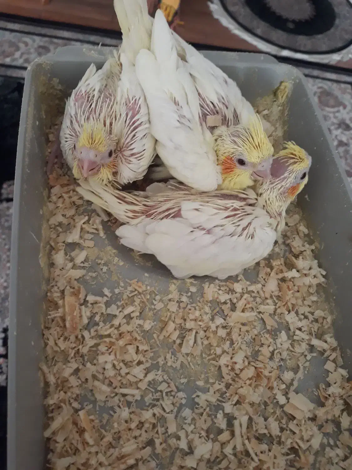 عروس هلندی|پرنده|شیراز, شهرک مدرس|دیوار