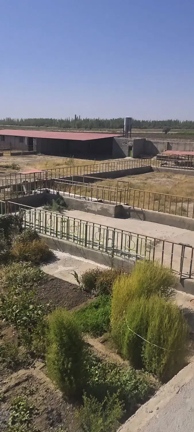 گاوداری ، اطراف ملکان .|فروش دفتر صنعتی، کشاورزی، تجاری|بکتاش, |دیوار