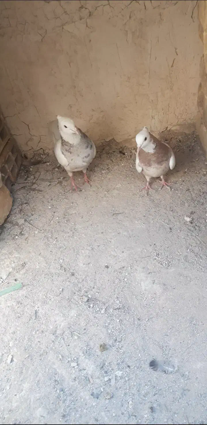 یک جفت طوقی|پرنده|خمینی‌شهر, |دیوار