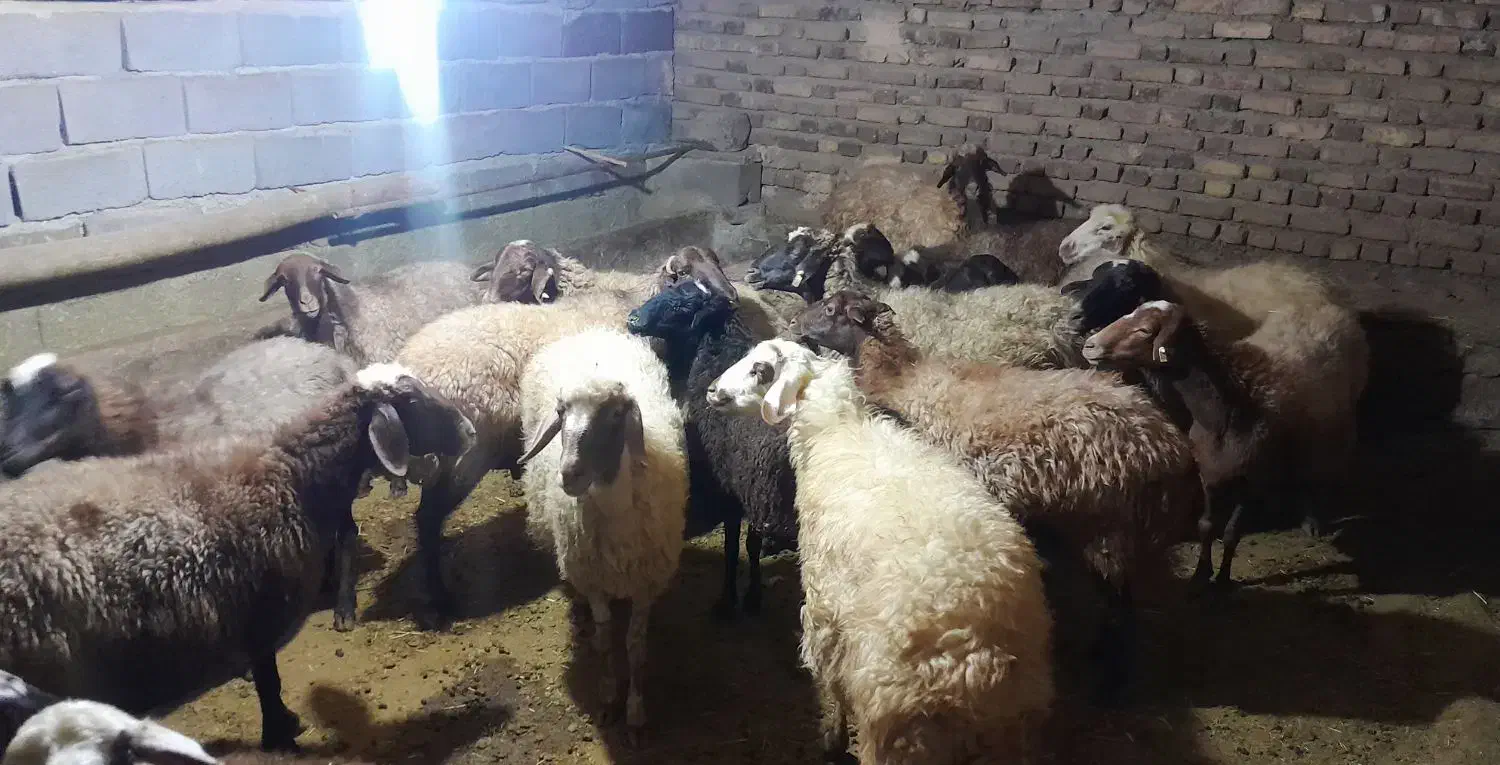 ۲۰راس گوسفند داشتی ابستن|حیوانات مزرعه|دهگلان, |دیوار