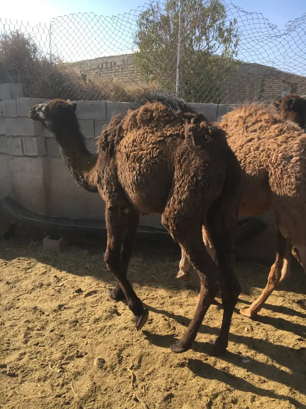 بچه شتر (حاشی)|حیوانات مزرعه|شاهرود, |دیوار