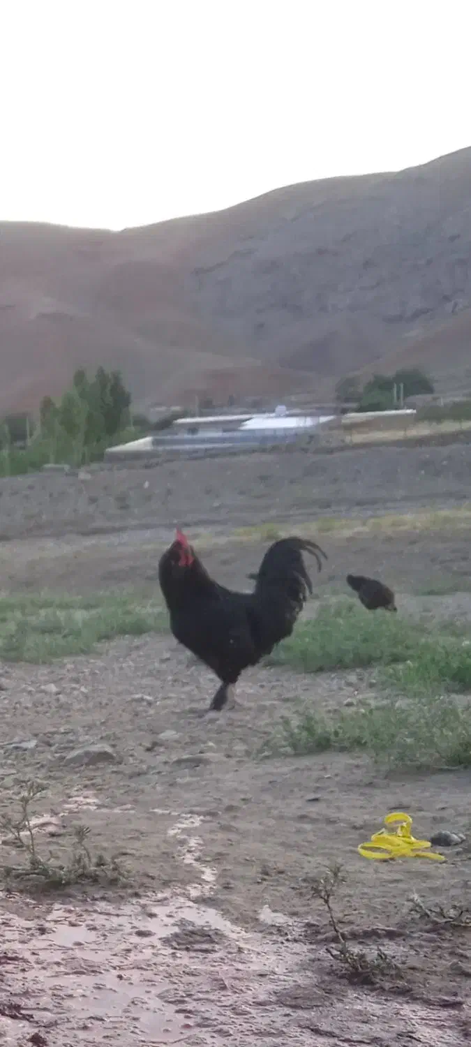 سلام خروس شب یلدا یک ملیون|حیوانات مزرعه|بازرگان, |دیوار