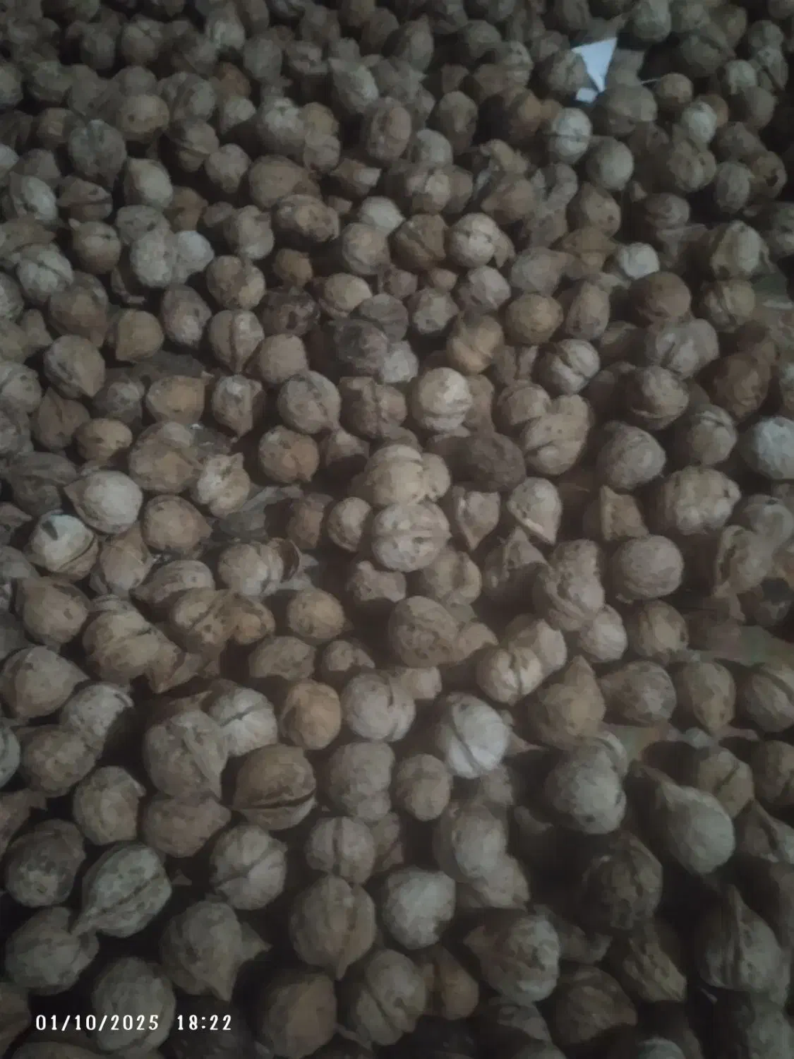 گردو تازه روستای گروه کیلو ۴۰۰هزار|حراج|چناران, |دیوار