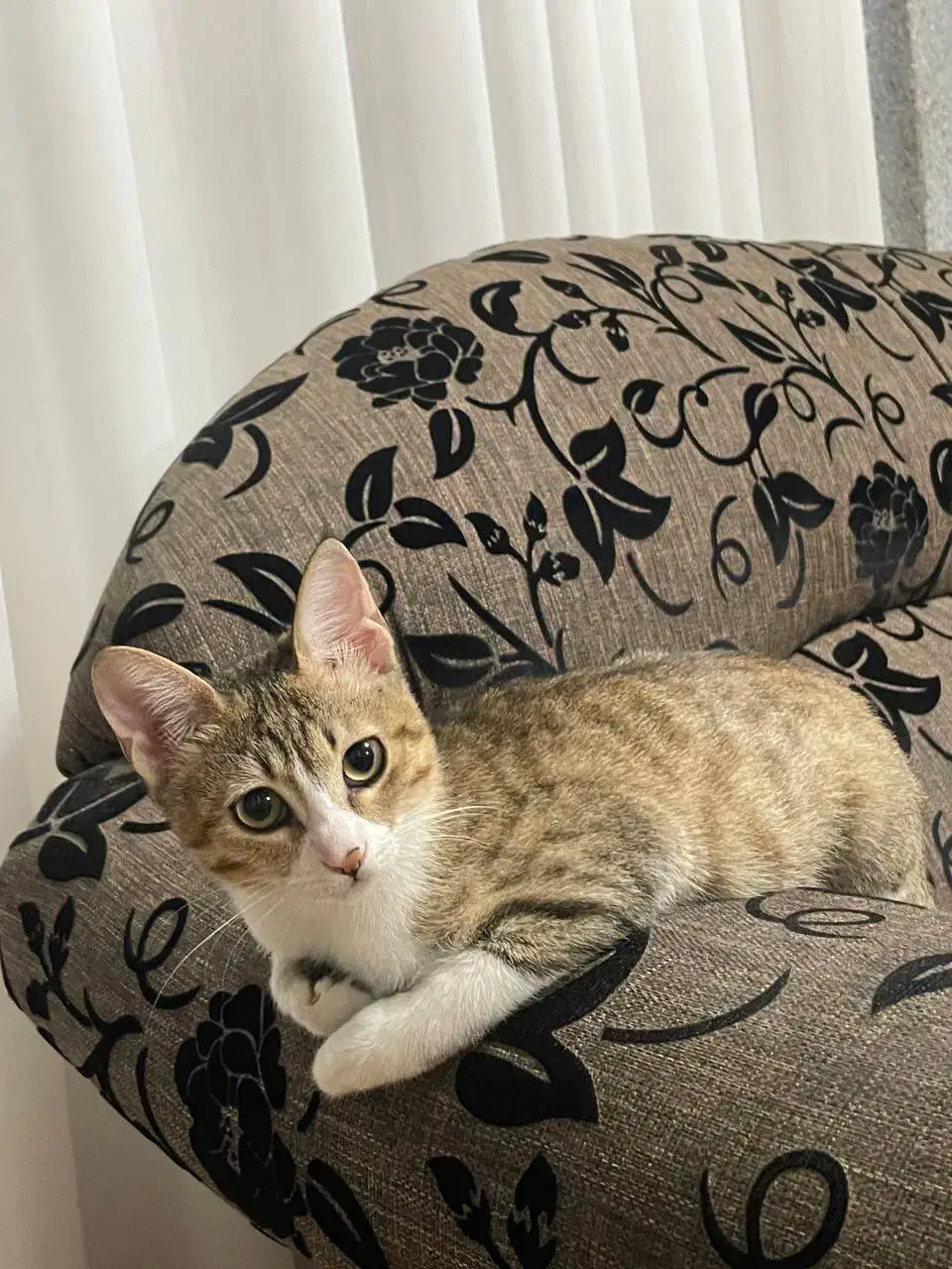 واگذاری رایگان گربه D sh|گربه|رشت, گلسار|دیوار