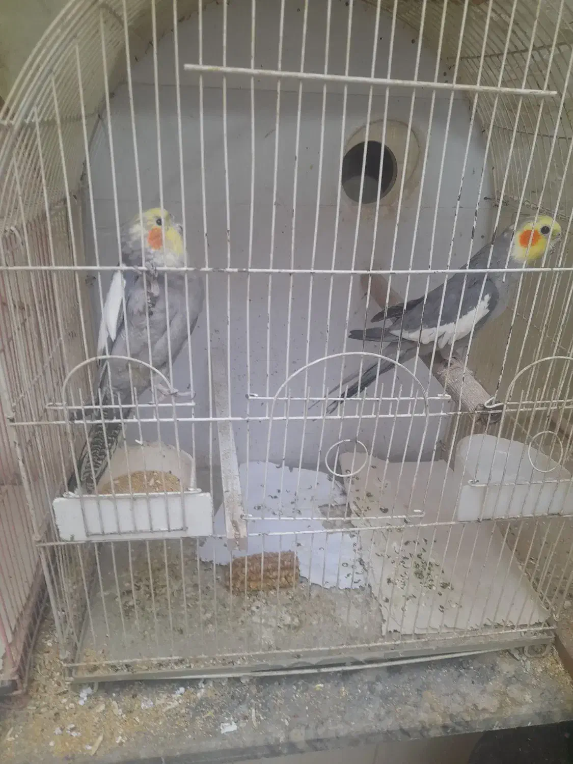 عروس هلندی مولد با جوجه و تخم|پرنده|اسلام‌شهر, شهرک قائمیه|دیوار