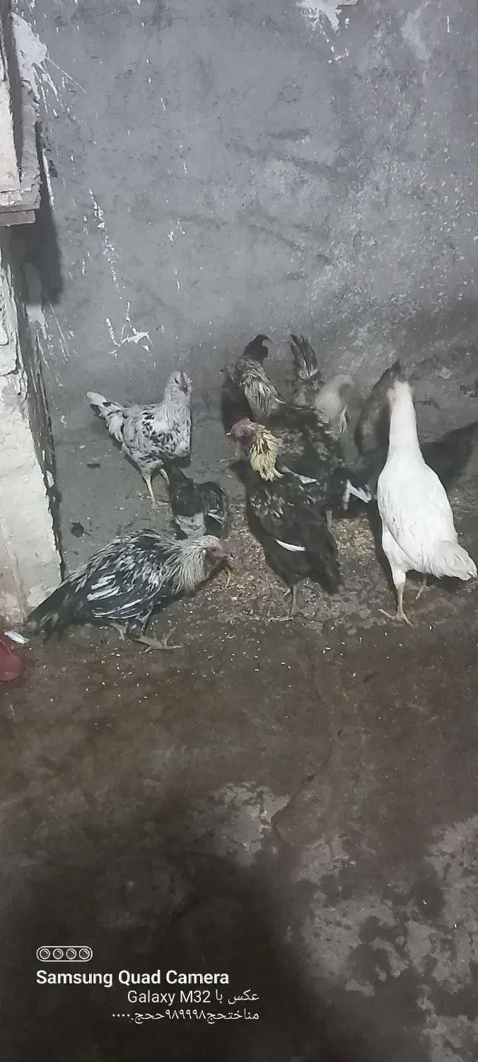 نیمچه خروس گلین|حیوانات مزرعه|میانه, |دیوار