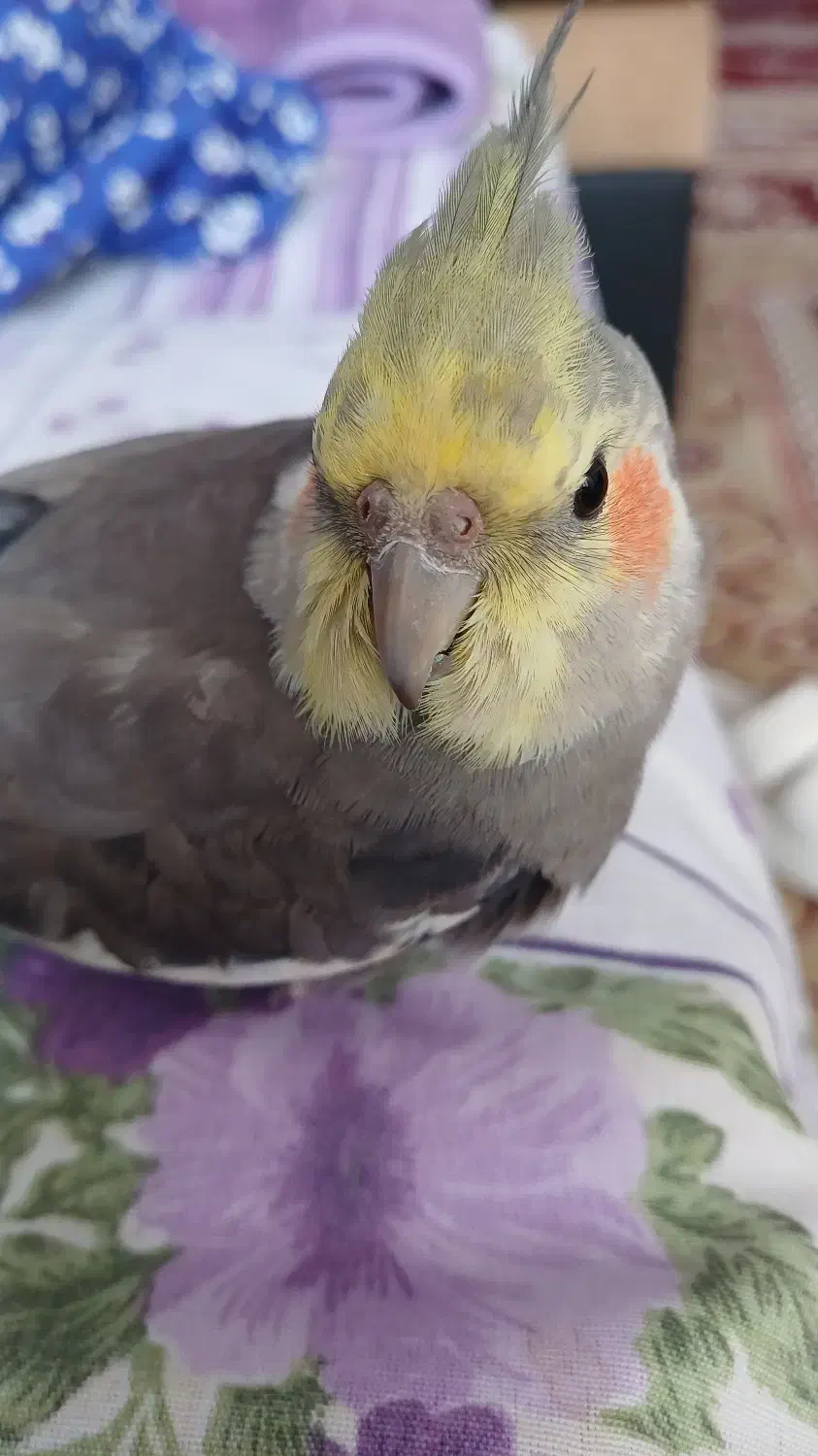 گمشده|حیوانات|ایلام, |دیوار