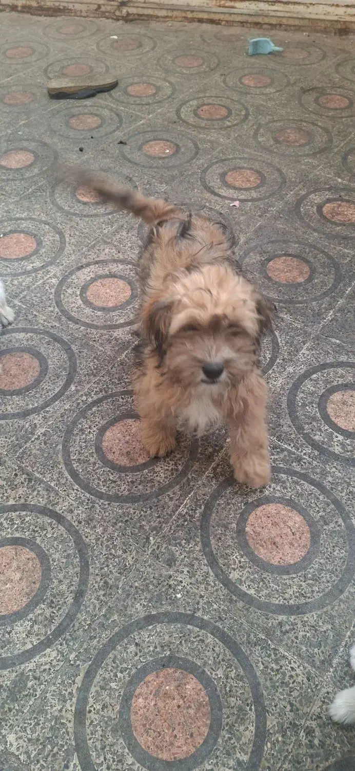 فروش سگ شیزو|سگ|پلدختر, |دیوار