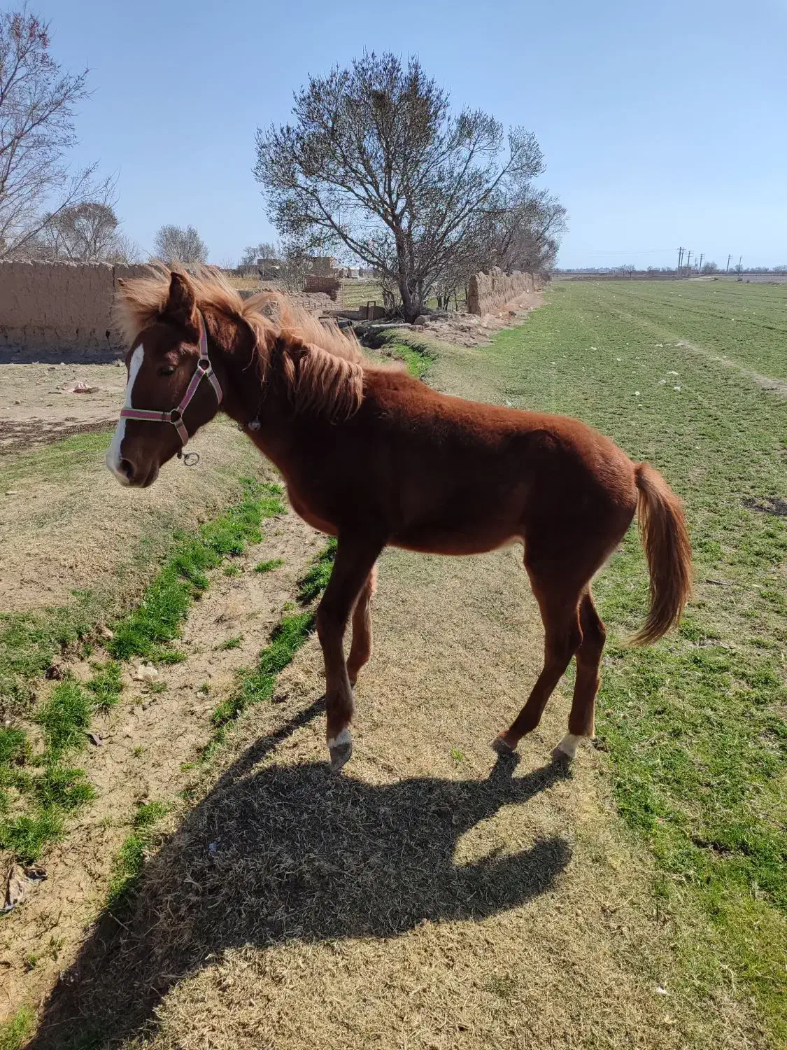 کره نره|اسب و تجهیزات اسب‌سواری|اسفرورین, |دیوار