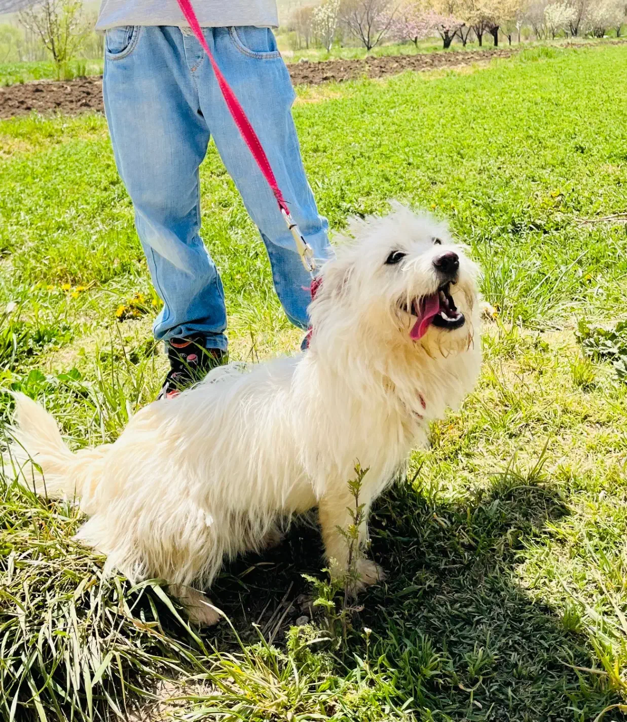 سگ.|سگ|اراک, |دیوار