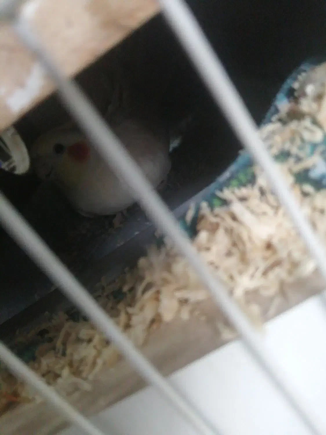 عروس هلندی|پرنده|شیراز, میانرود|دیوار