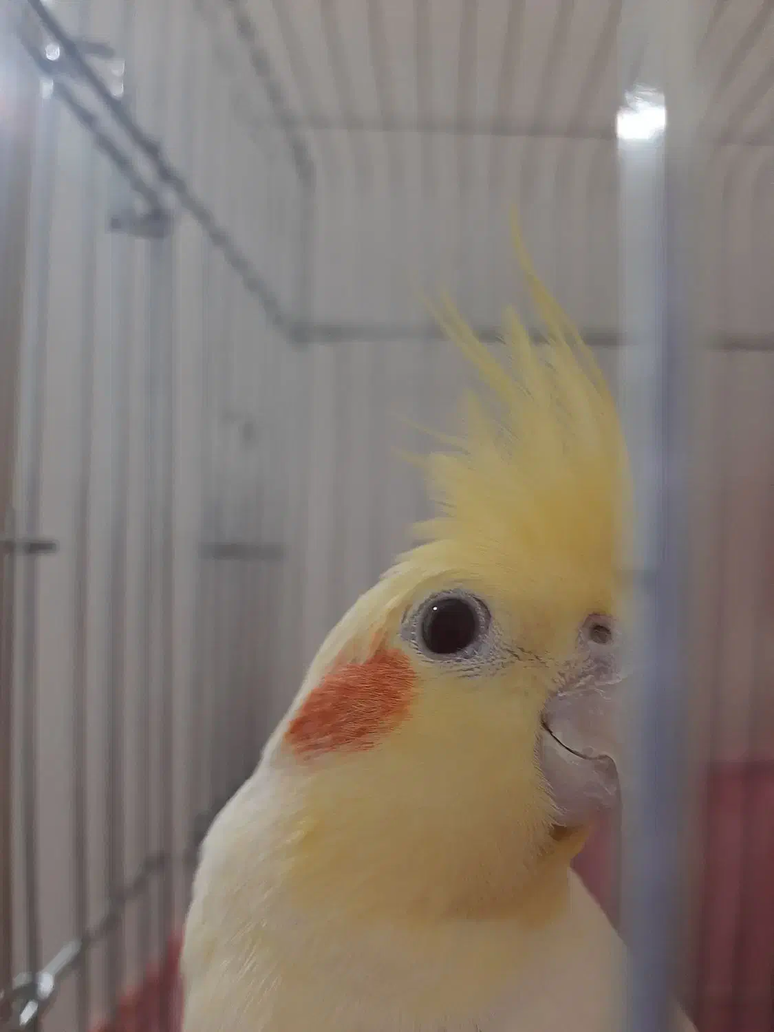 پرنده فروشی|پرنده|ماهدشت, |دیوار