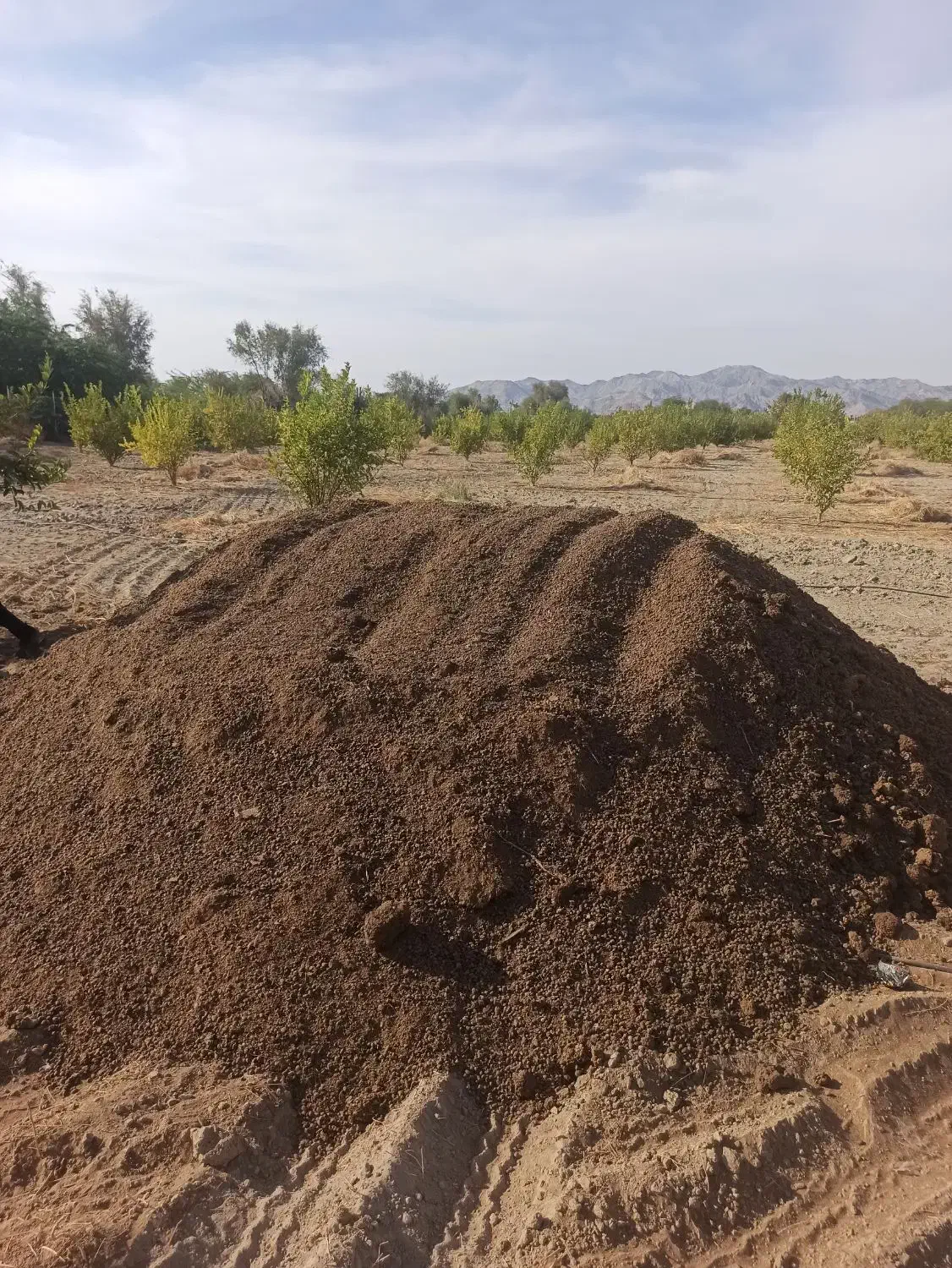 سلام|خدمات باغبانی و درختکاری|رودان, |دیوار