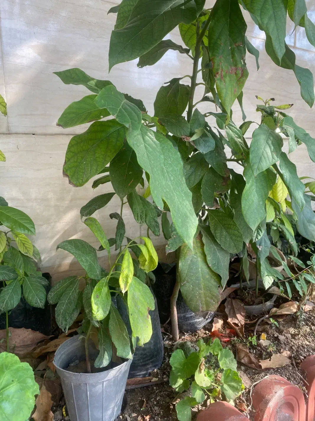 نهال آووکادو|گل و گیاه طبیعی|امیرکلا, |دیوار