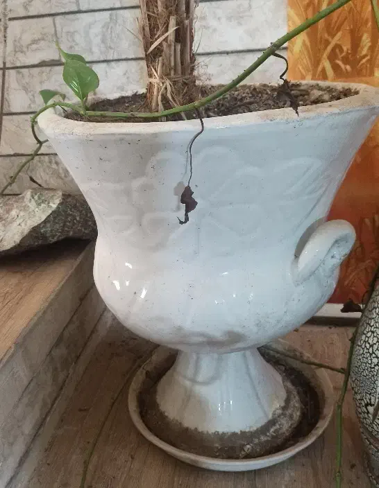 گلدان سفالی|گل و گیاه طبیعی|مشهد, چهارچشمه|دیوار