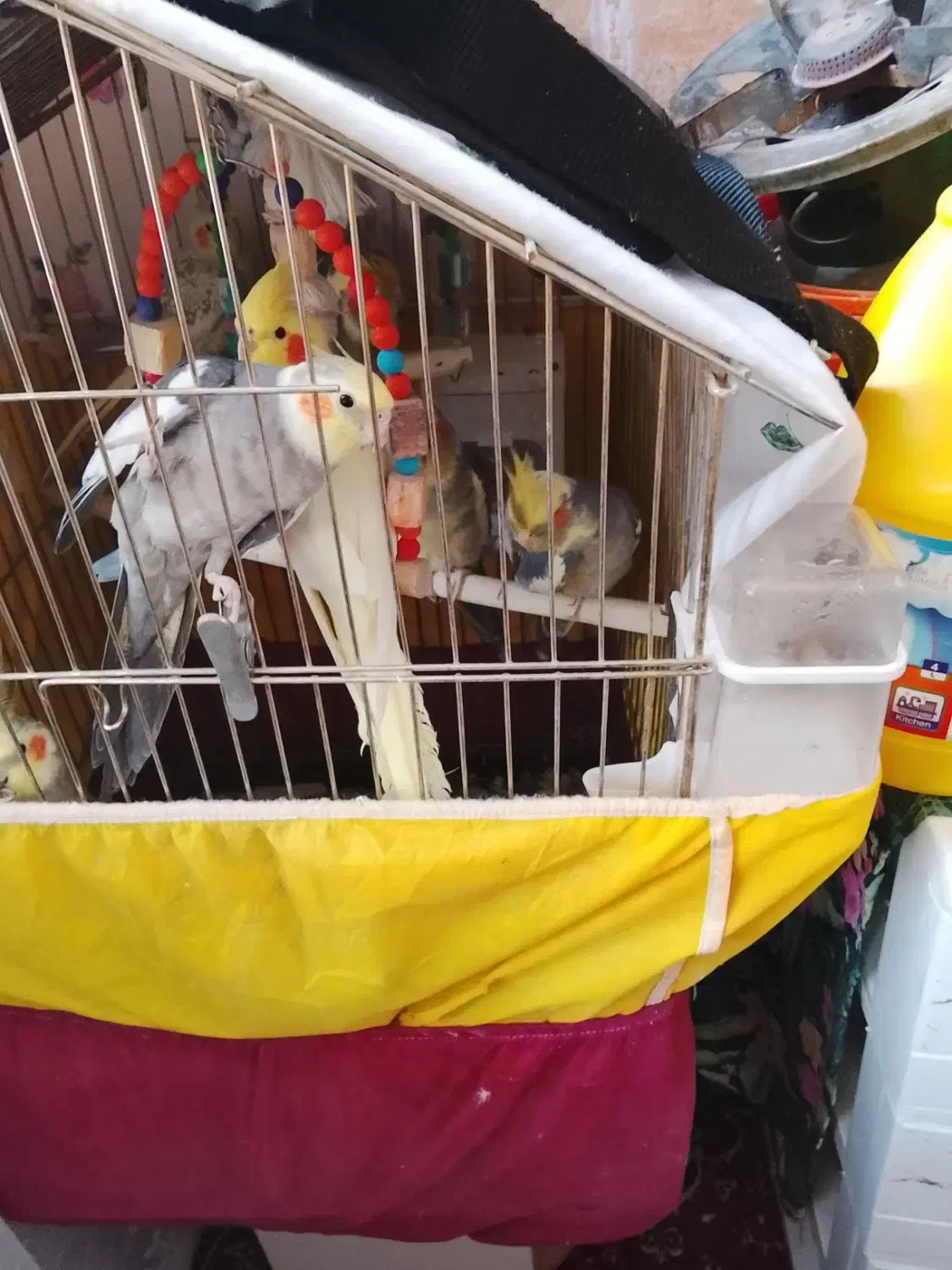 طوطی عروس|پرنده|الوند, |دیوار