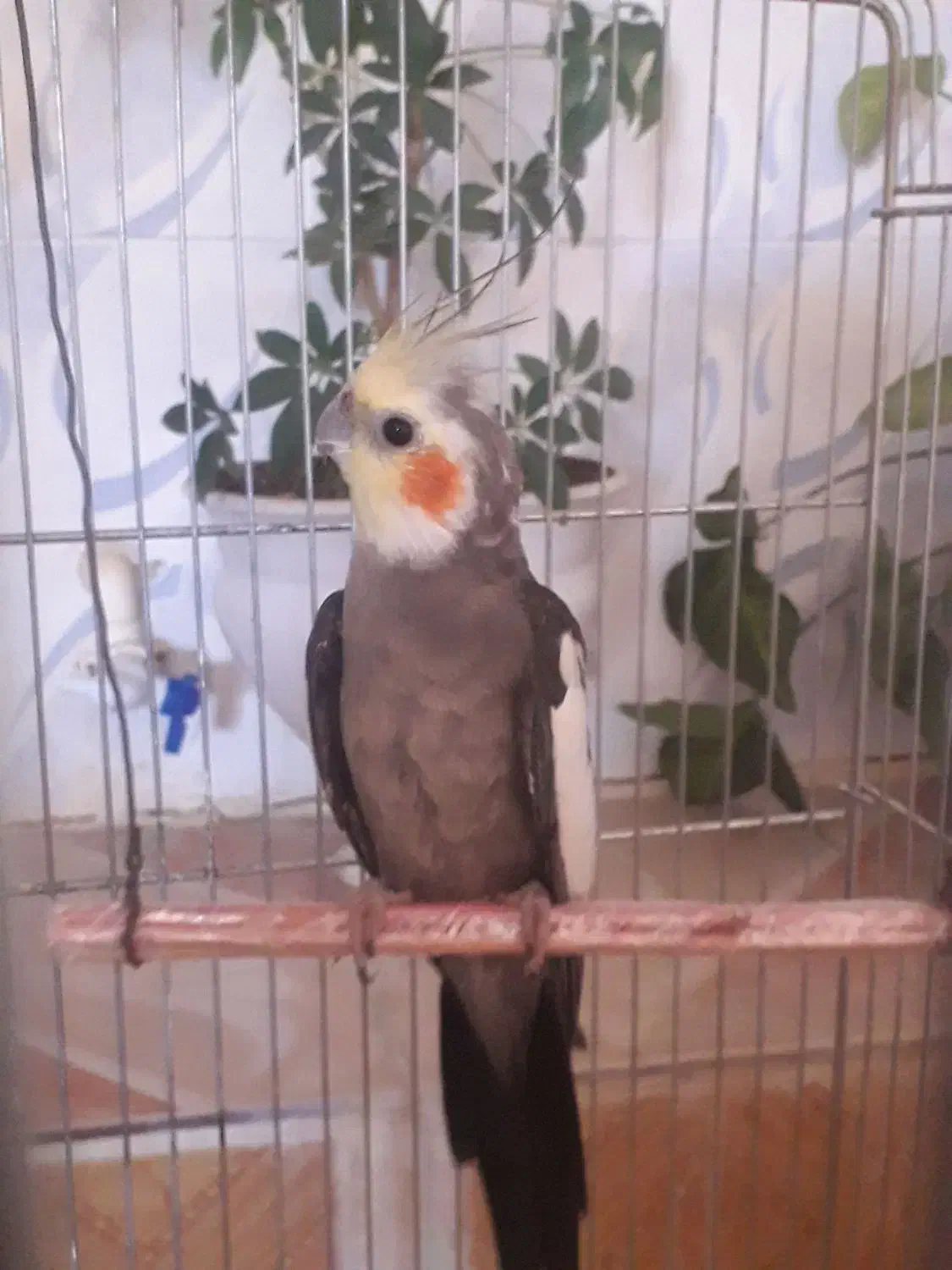 یک جفت عروس خوشگل|پرنده|سنقر, |دیوار