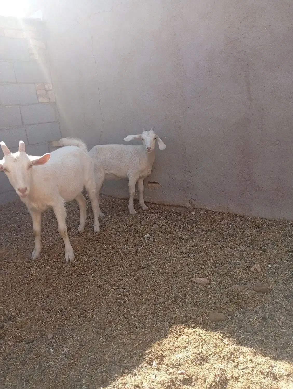 بز وکره|حیوانات مزرعه|مهریز, |دیوار