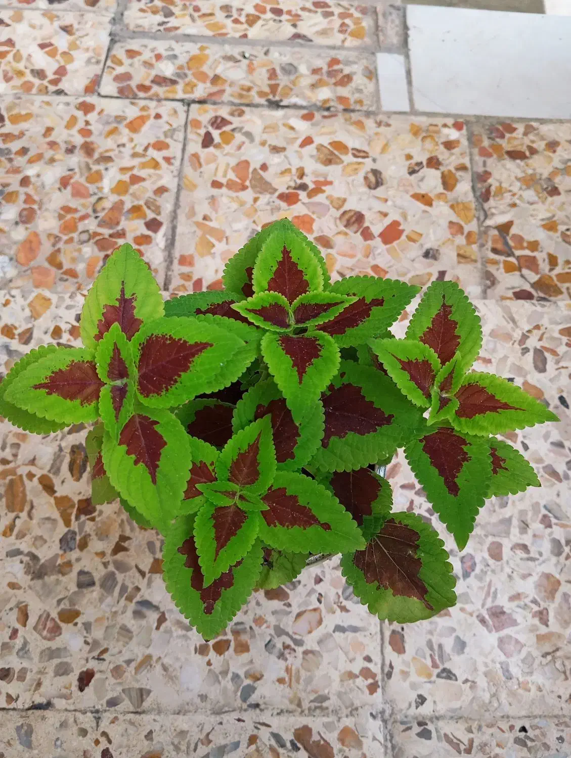 گلهای طبیعی|گل و گیاه طبیعی|خرمآباد, |دیوار