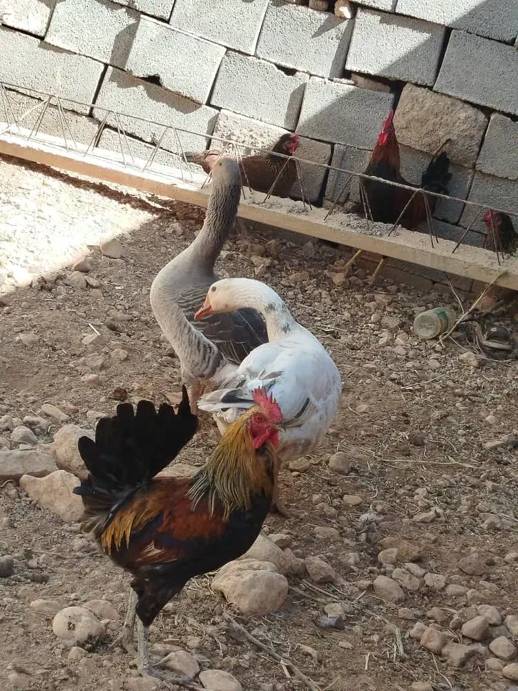 غاز دونه ی تمن ادرسم پرکدونه خاستیت بگید|حیوانات مزرعه|یاسوج, |دیوار