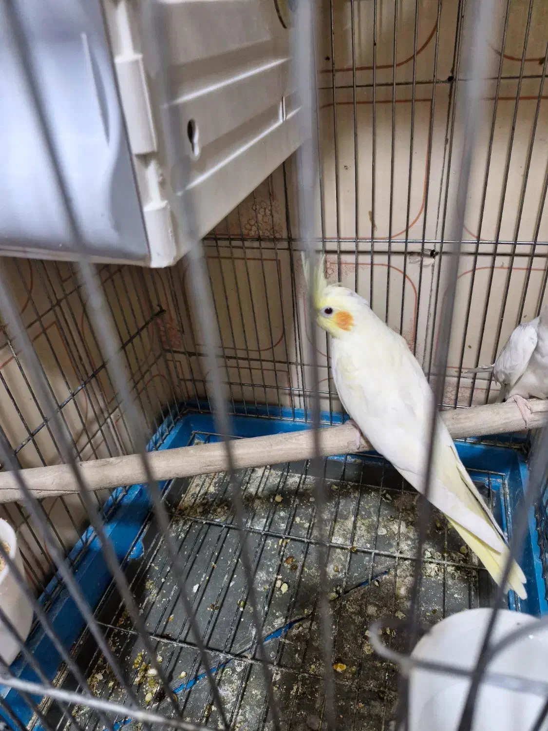 جوجه عروس هلندی|پرنده|ری, اقدسیه|دیوار