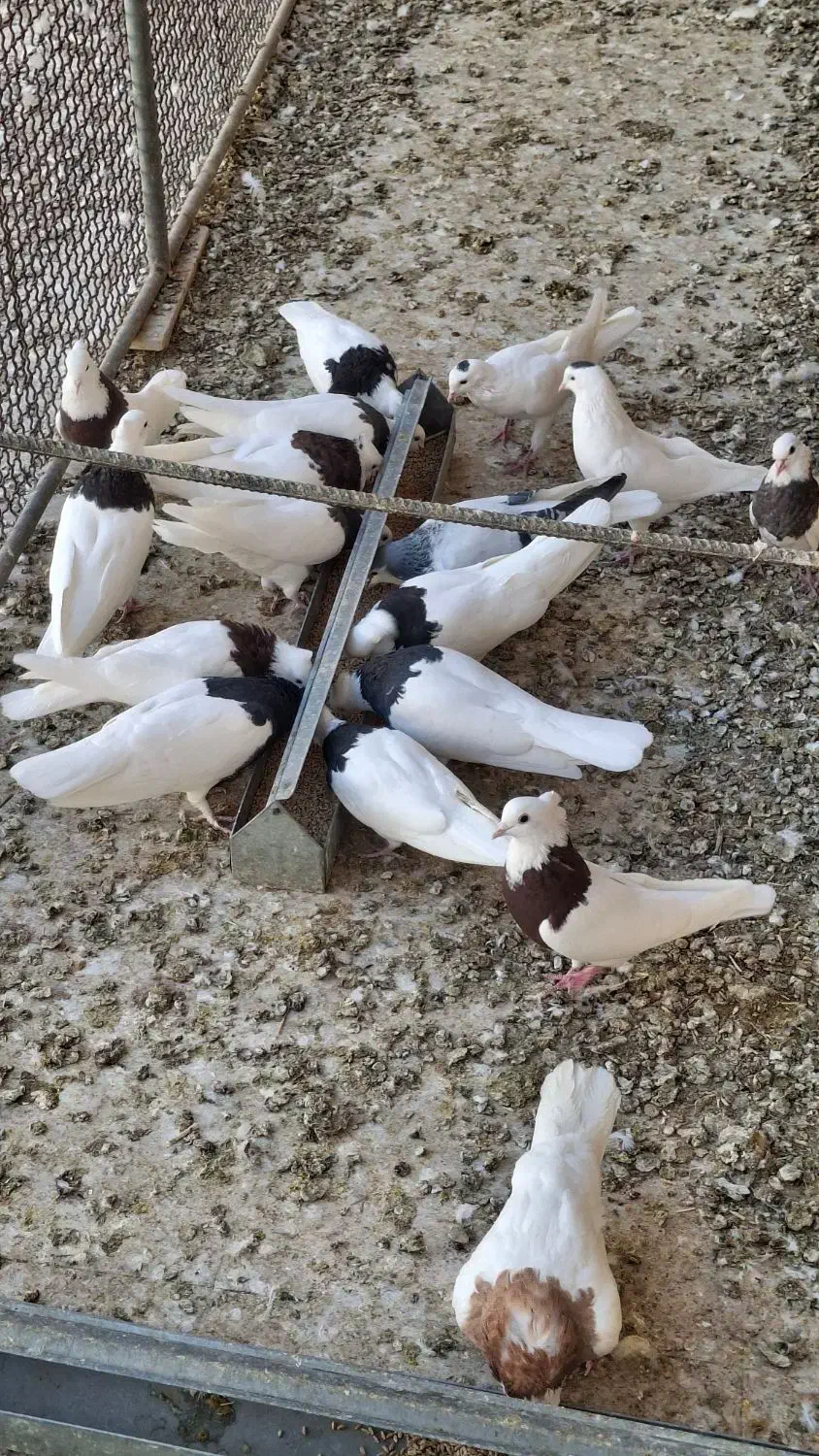 فروش کفتر طوقی|پرنده|حمیدیا, |دیوار