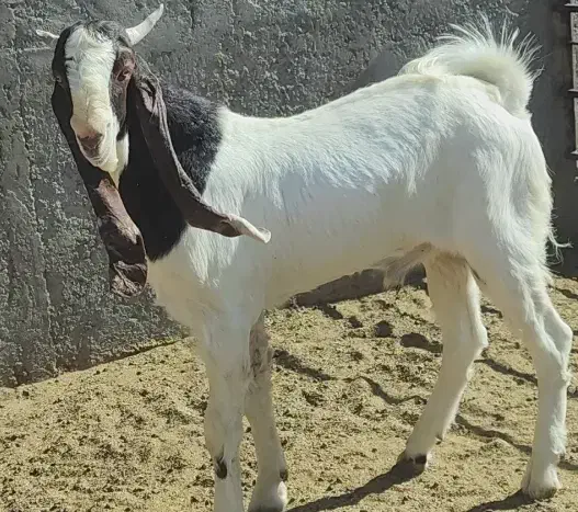 بزغاله نر گلابی|حیوانات مزرعه|بیرجند, |دیوار